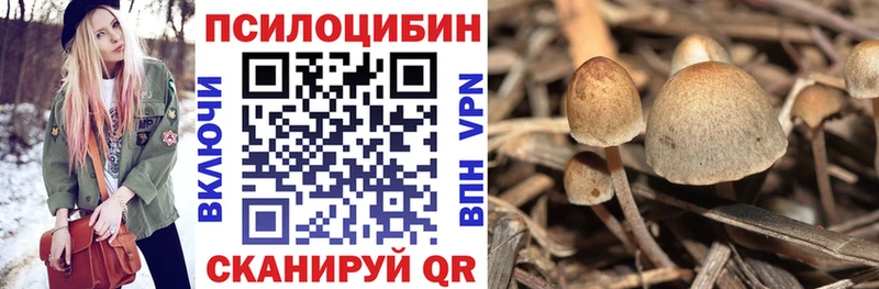 купить  цена  Арзамас  Псилоцибиновые грибы Psilocybe 